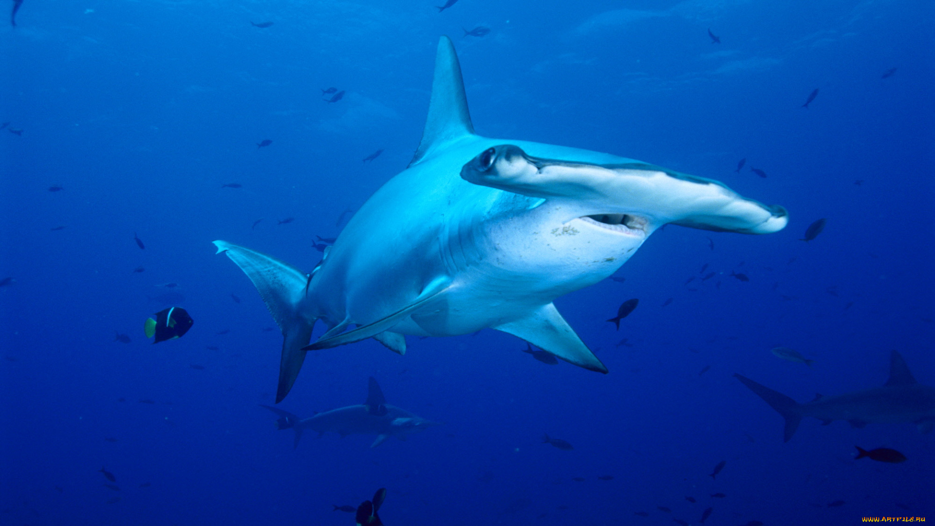 акула, молот, животные, акулы, море, хищник, акула, shark, рыбы