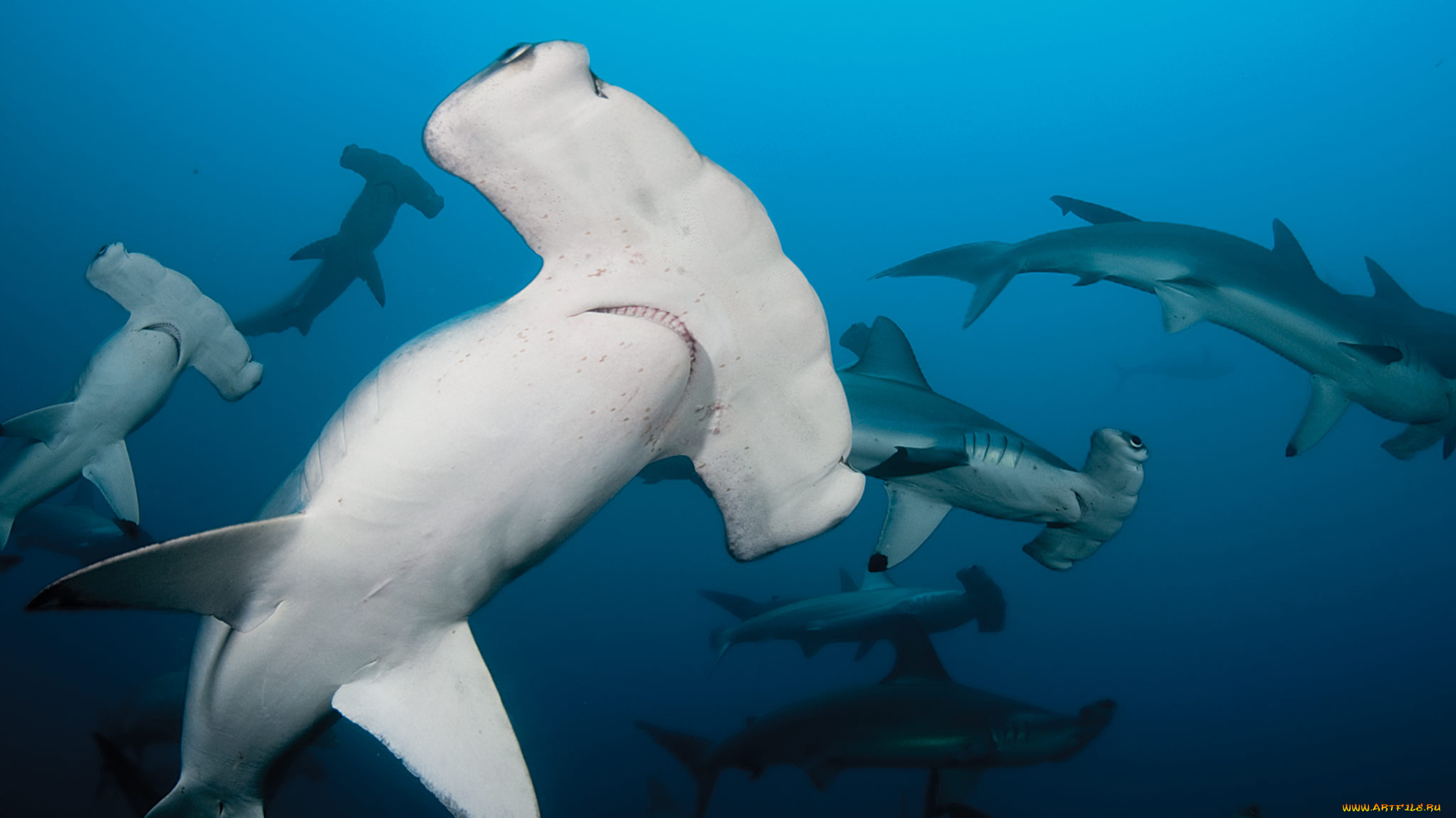 акула, молот, животные, акулы, море, рыбы, хищник, акула, shark