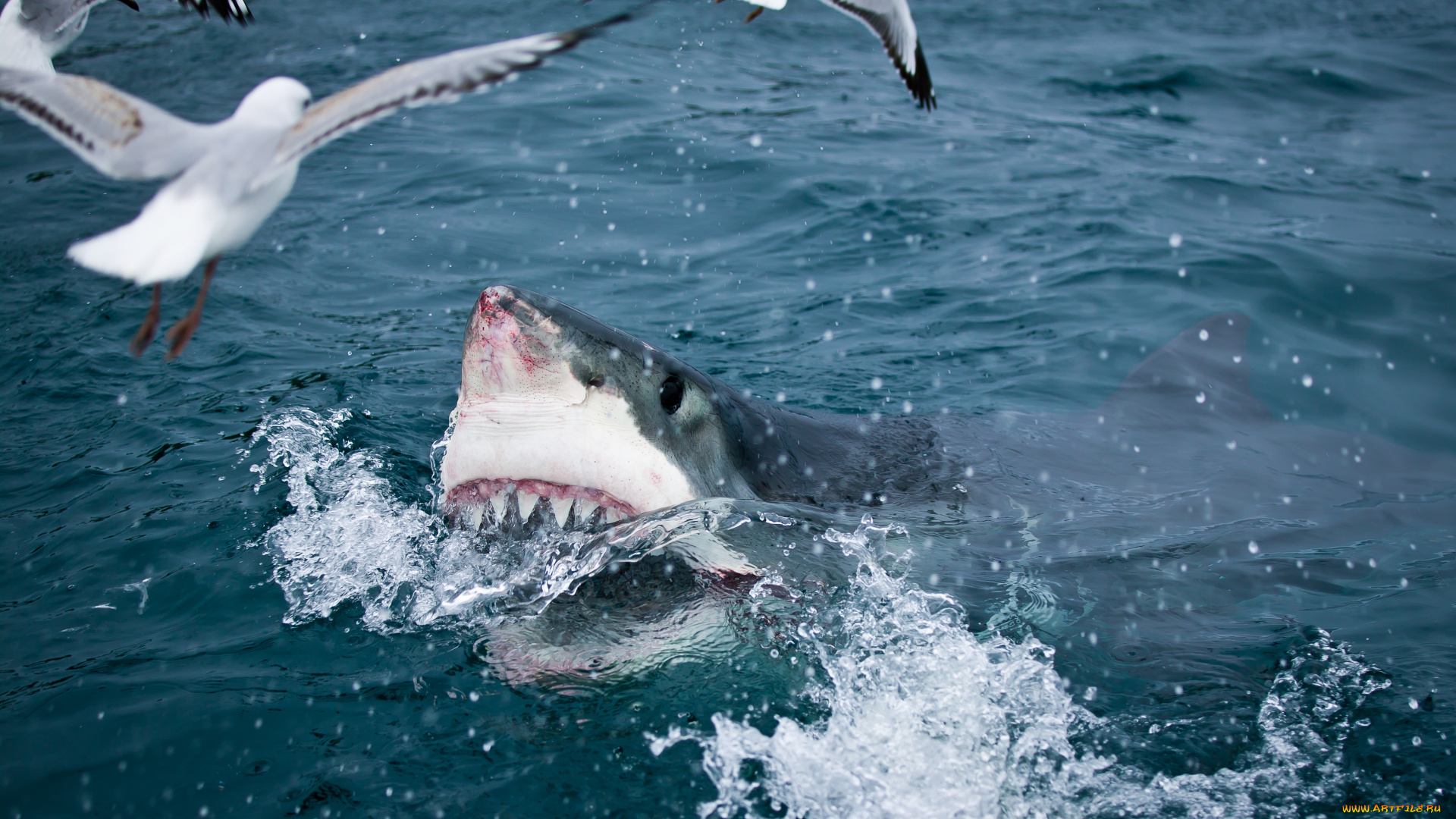 shark, животные, акулы, рыбы, море, хищник, акула