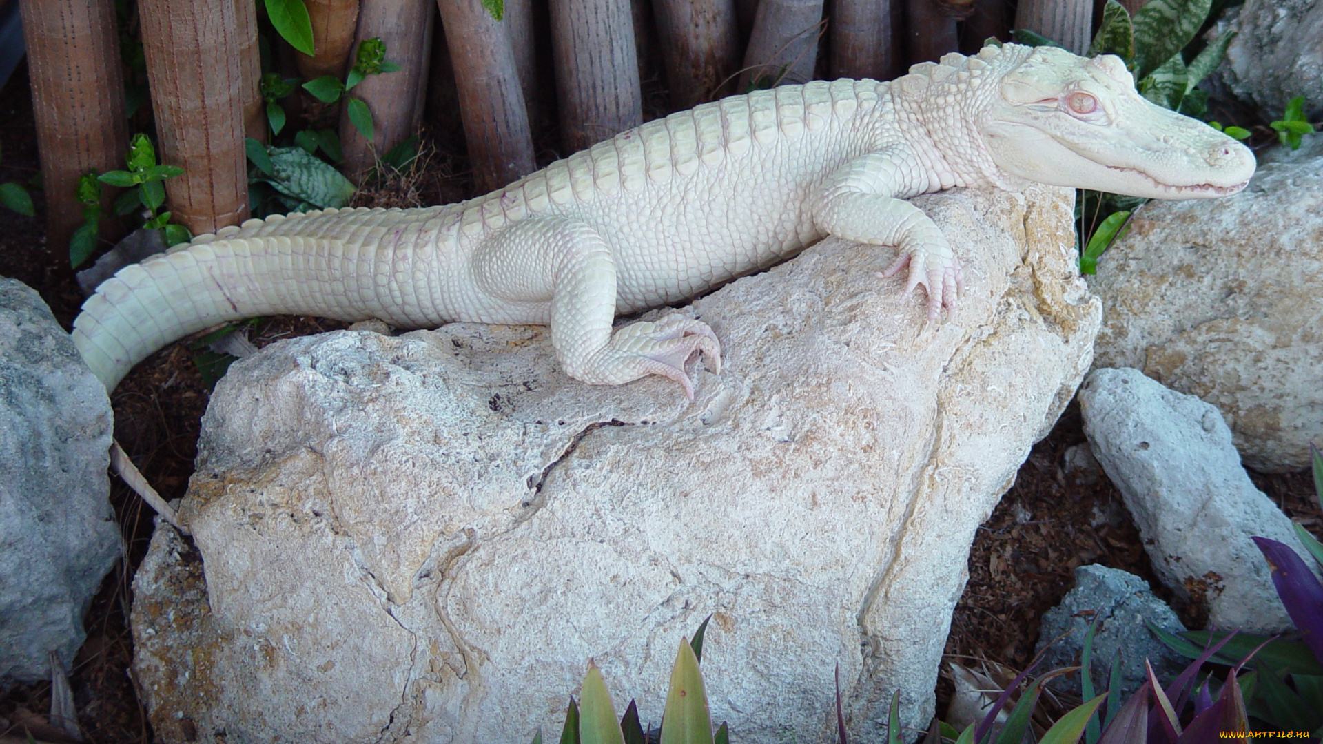 животные, крокодилы, крокодил, альбинос
