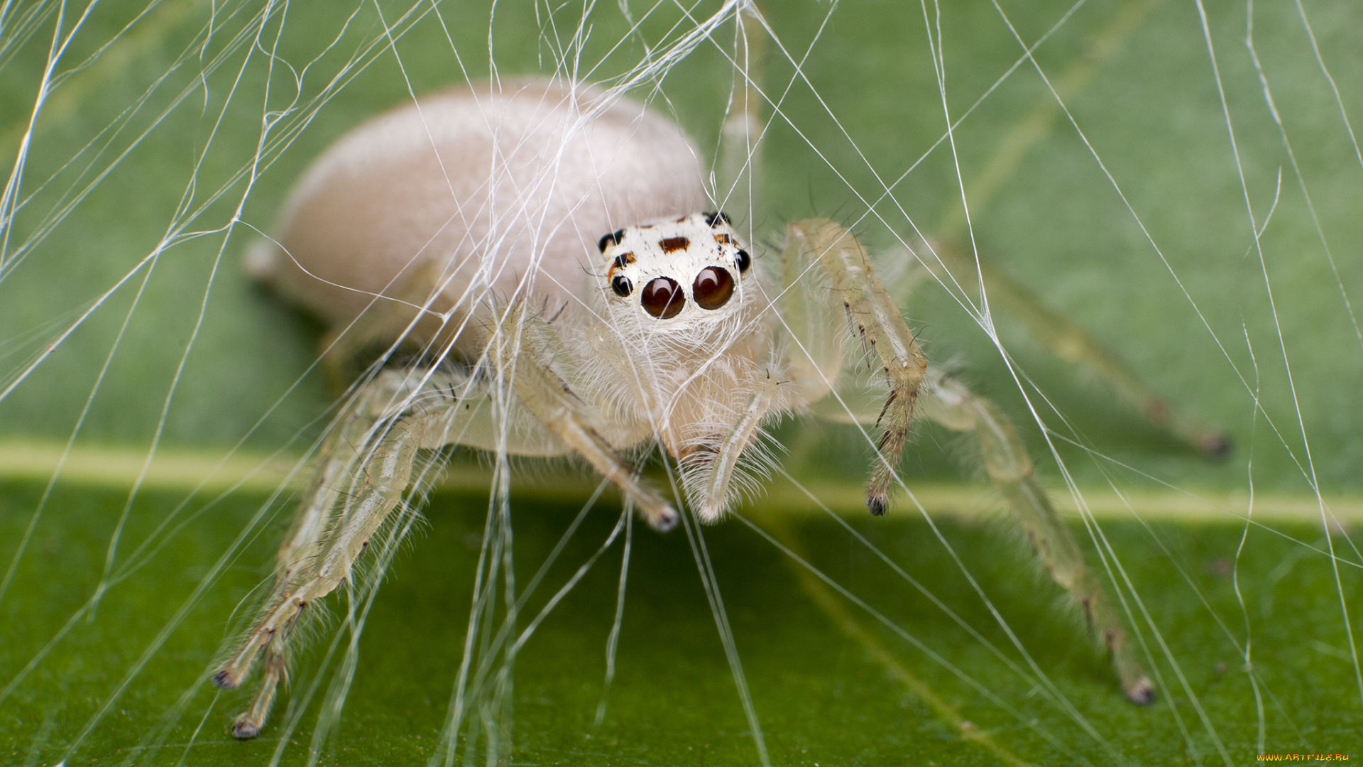 животные, пауки, насекомые, альбинос, паук