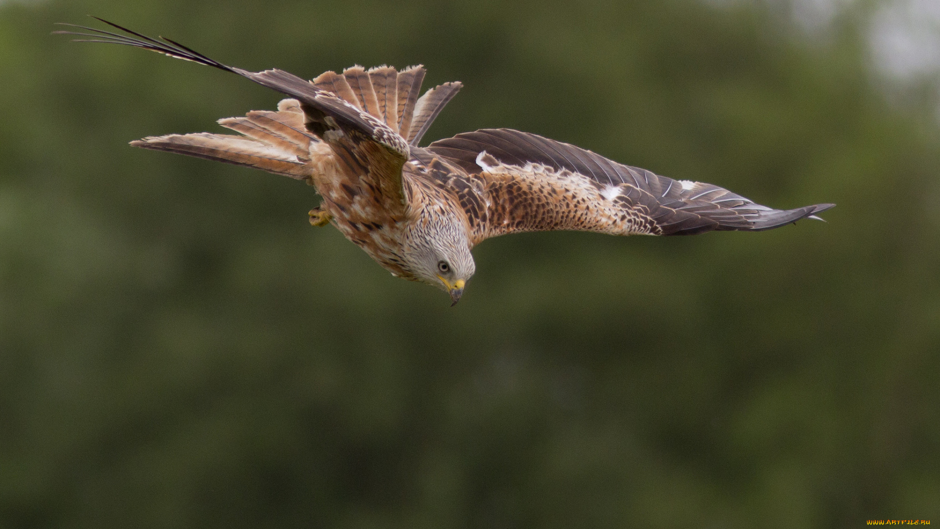 животные, птицы, -, хищники, охота, полет, красный, коршун