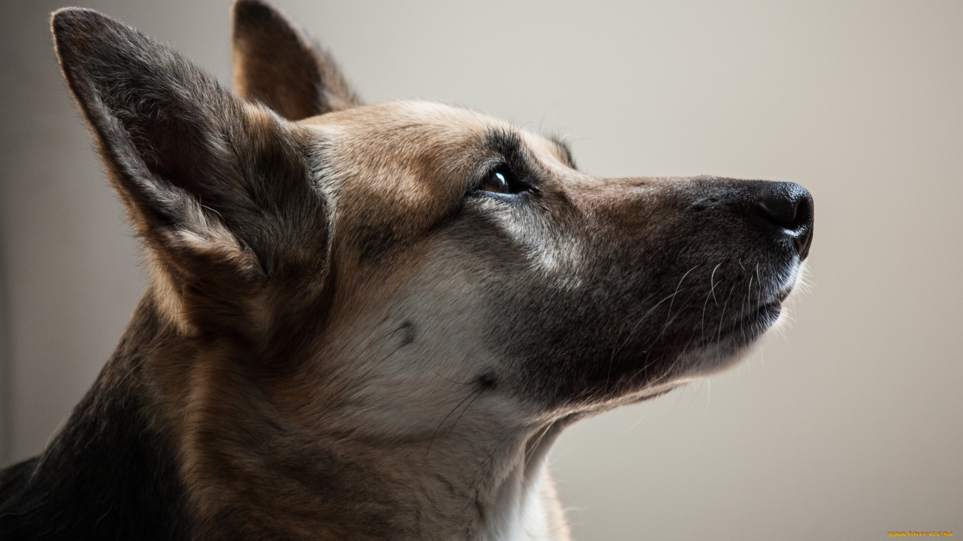 животные, собаки, пес