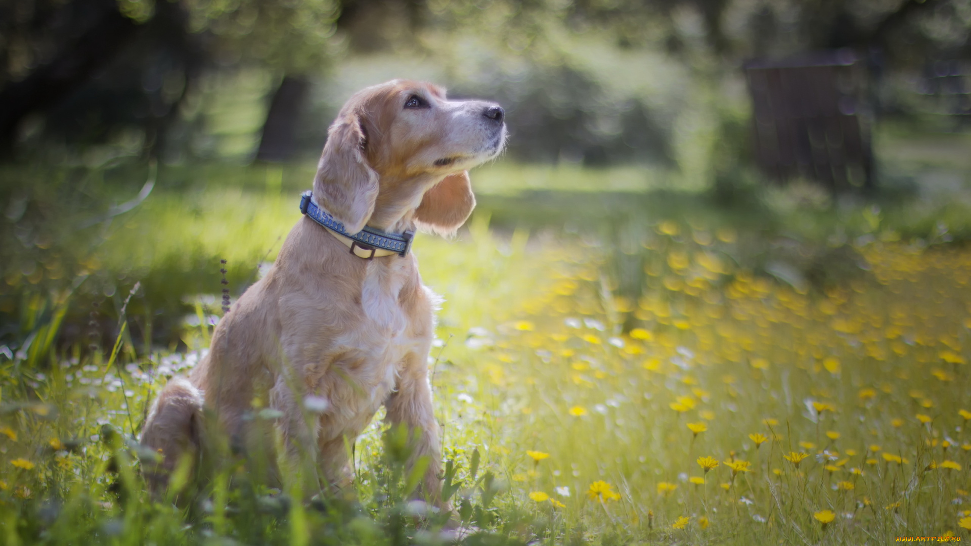 животные, собаки, взгляд, собака, друг