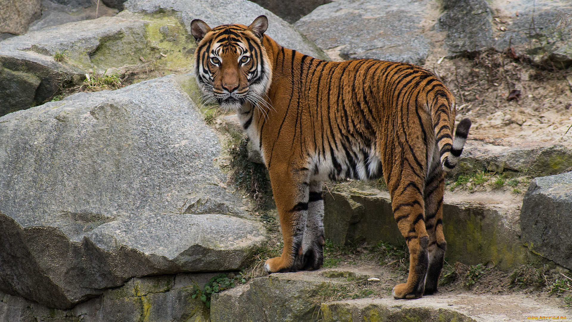 животные, тигры, тигр