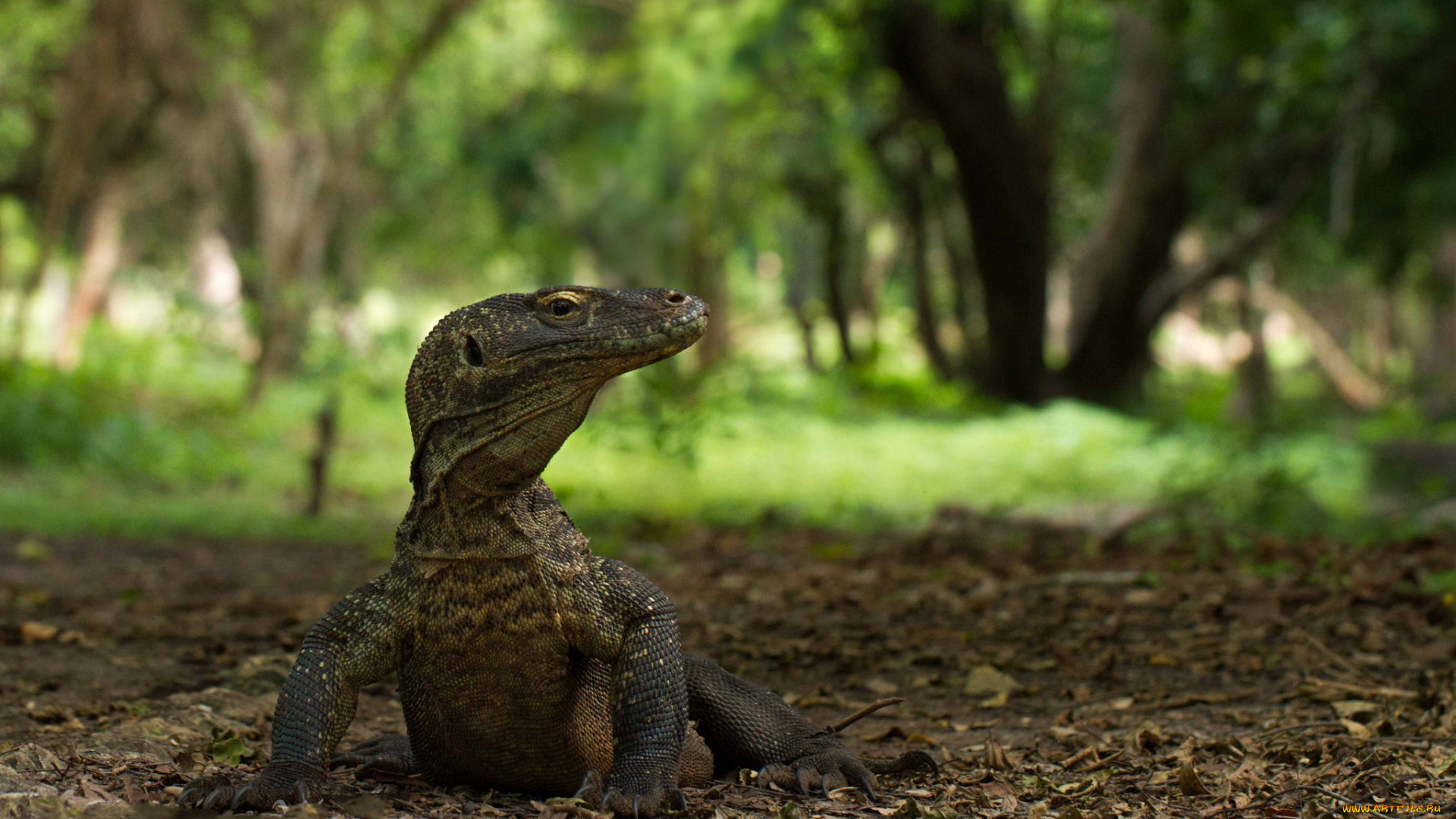 животные, Ящерицы, , игуаны, , вараны, дракон, комодский