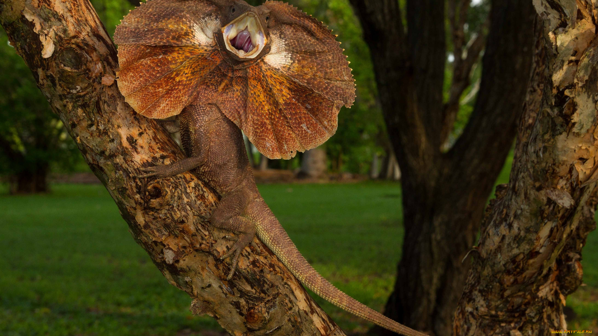 животные, Ящерицы, , игуаны, , вараны, дракончик