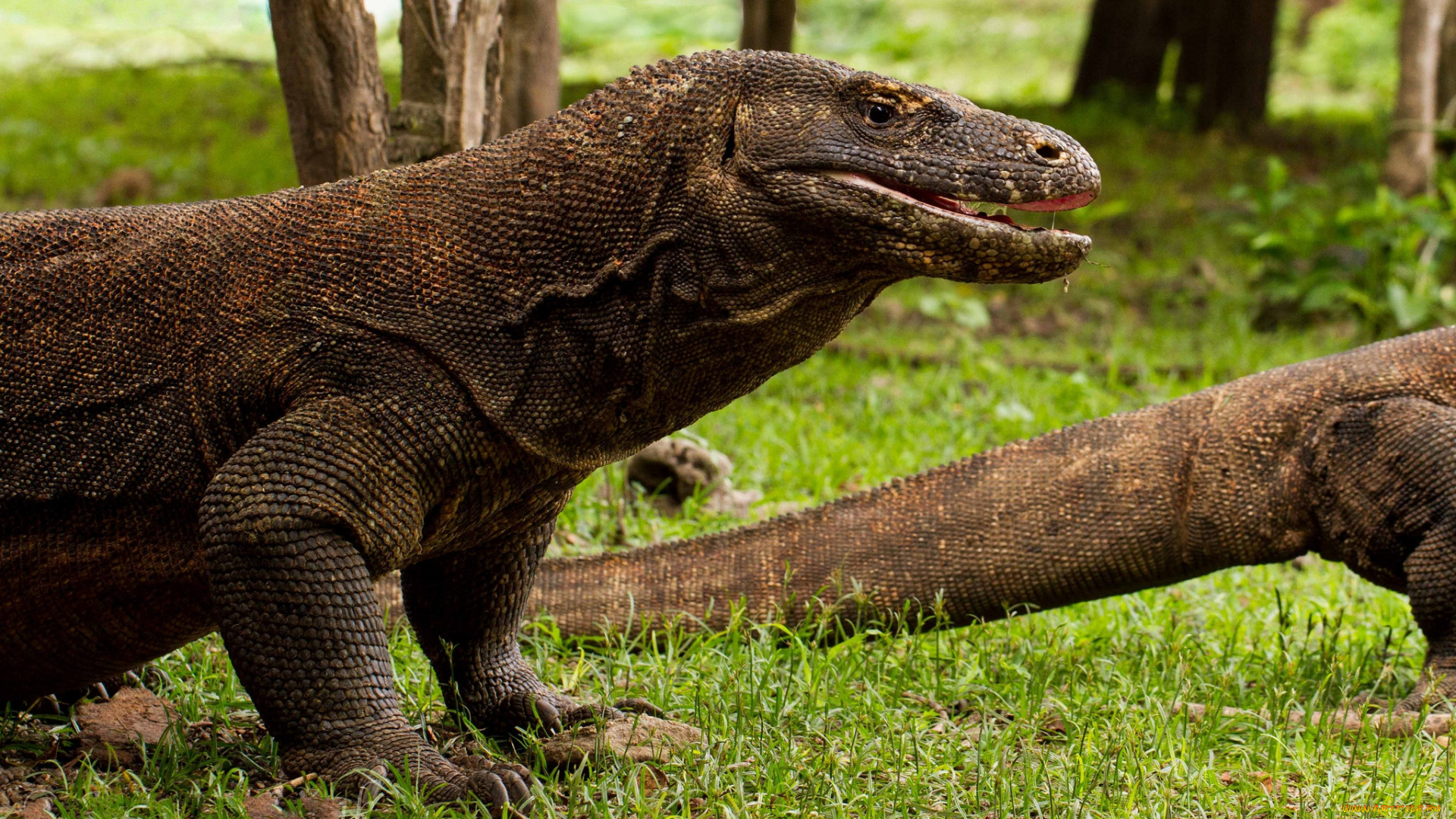 животные, Ящерицы, , игуаны, , вараны, комодский, дракон