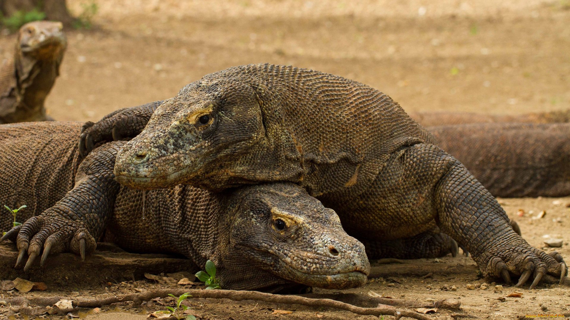 животные, Ящерицы, , игуаны, , вараны, комодский, дракон