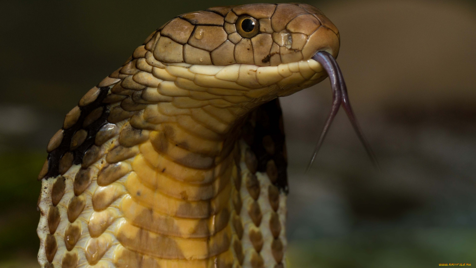 животные, змеи, , питоны, , кобры, кобра