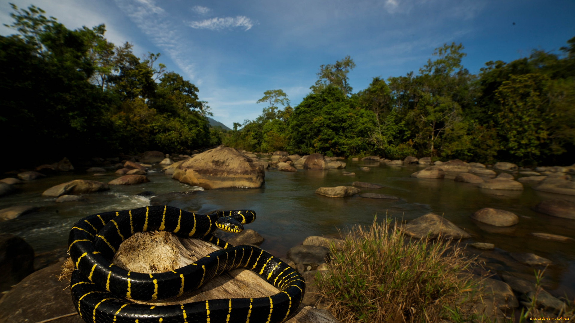 животные, змеи, , питоны, , кобры, змея, камень, речка