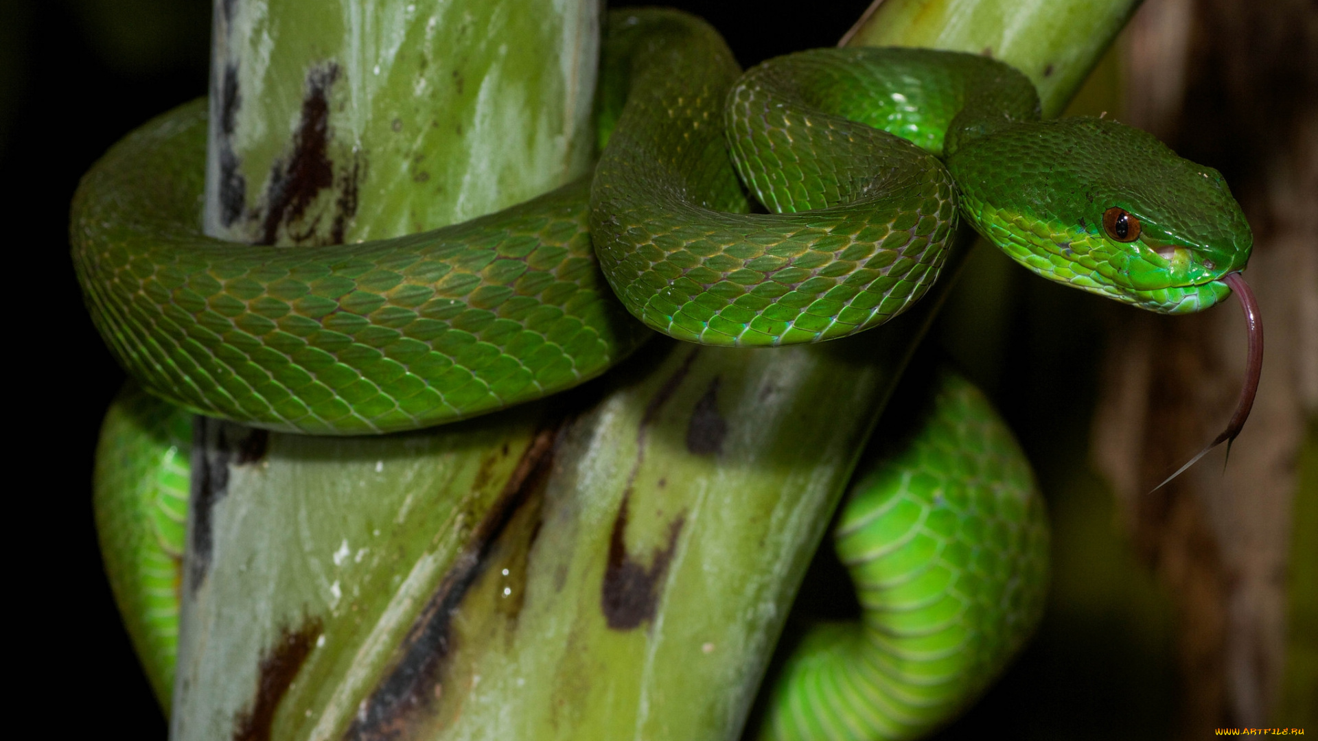 животные, змеи, , питоны, , кобры, змея, зеленая