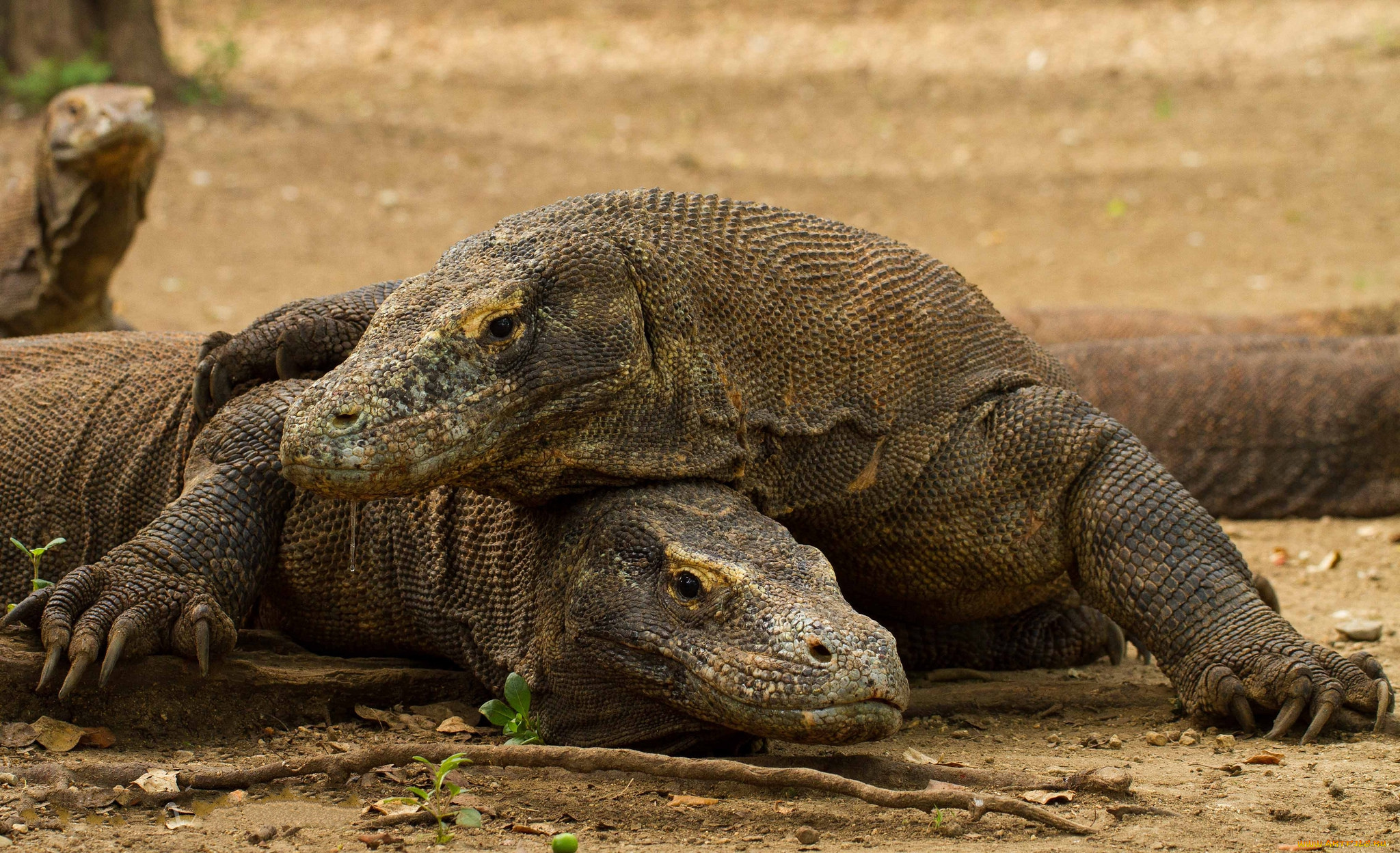 животные, Ящерицы, , игуаны, , вараны, комодский, дракон