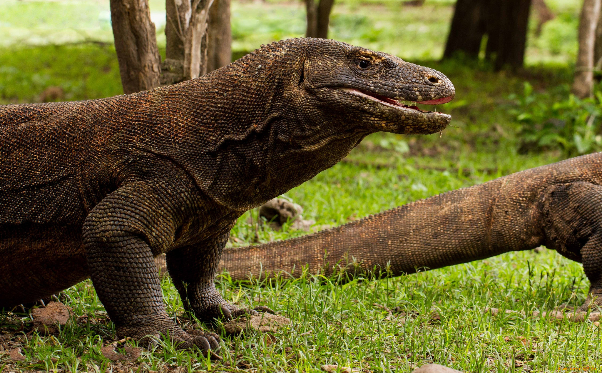 животные, Ящерицы, , игуаны, , вараны, комодский, дракон