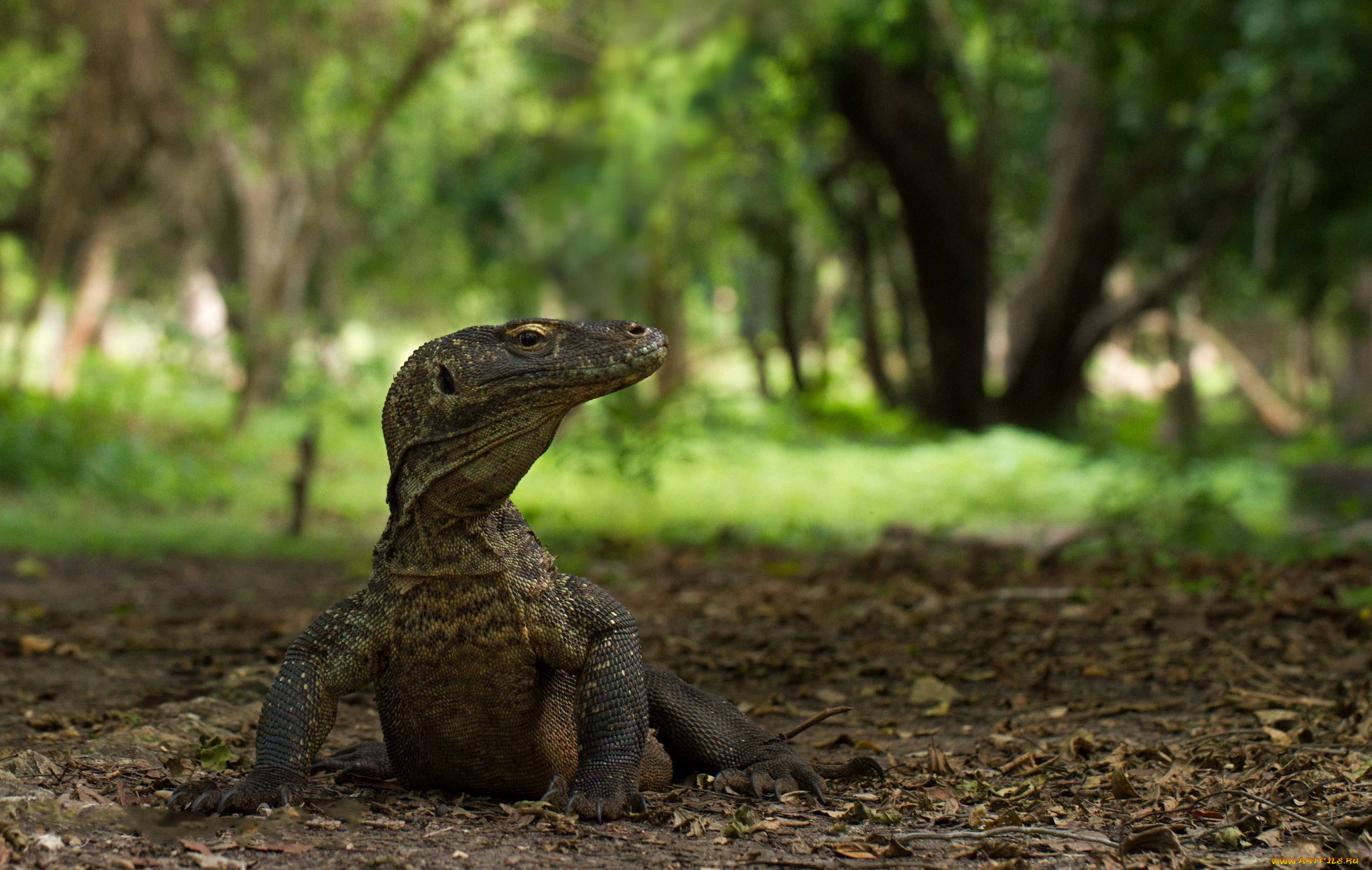 животные, Ящерицы, , игуаны, , вараны, дракон, комодский