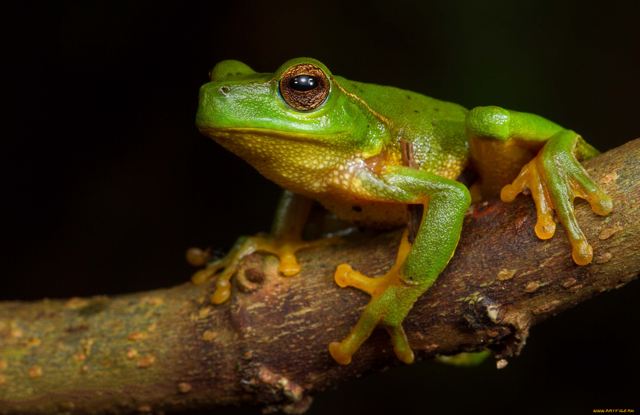 животные, лягушки, лягушка