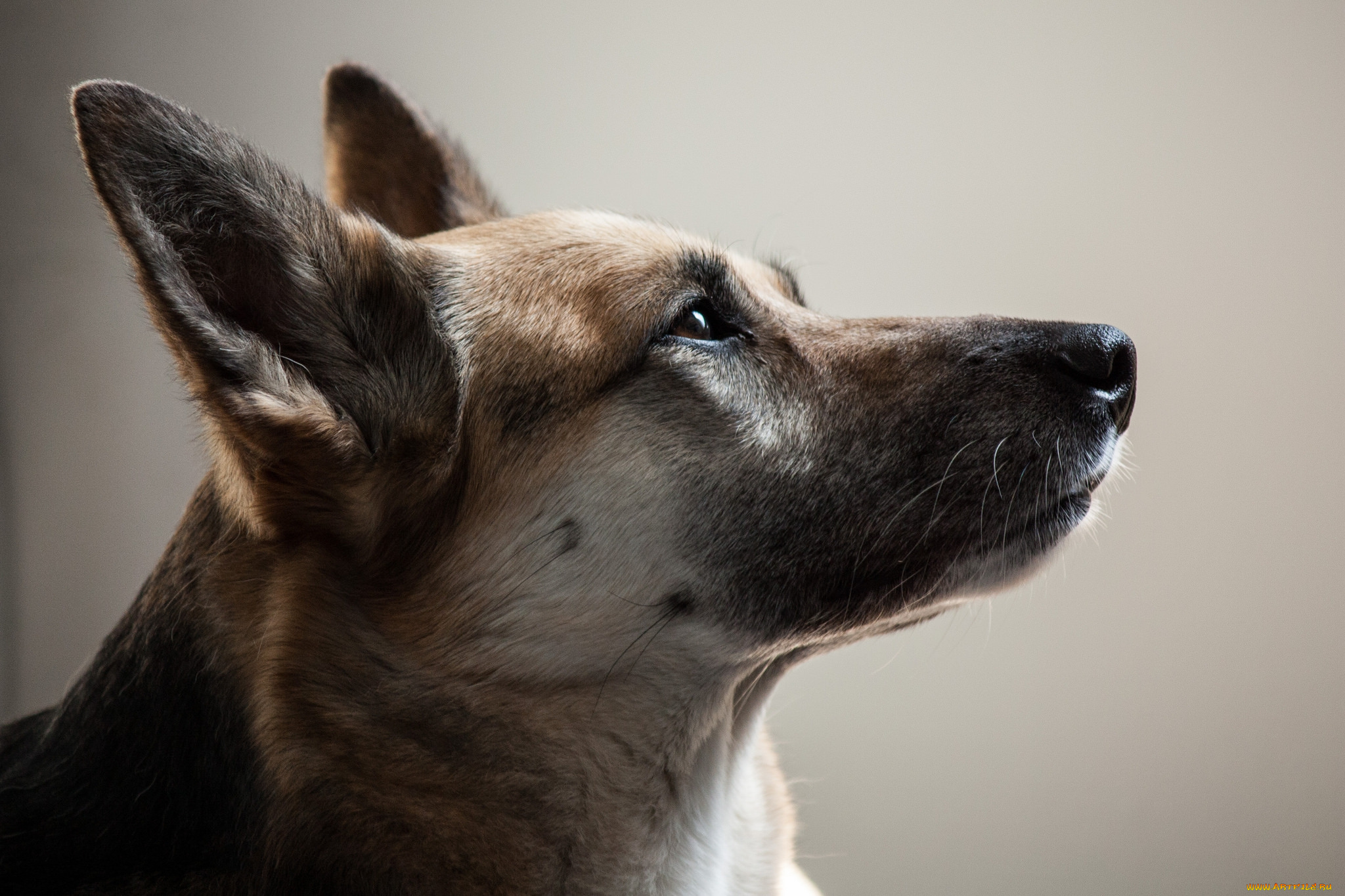 животные, собаки, пес