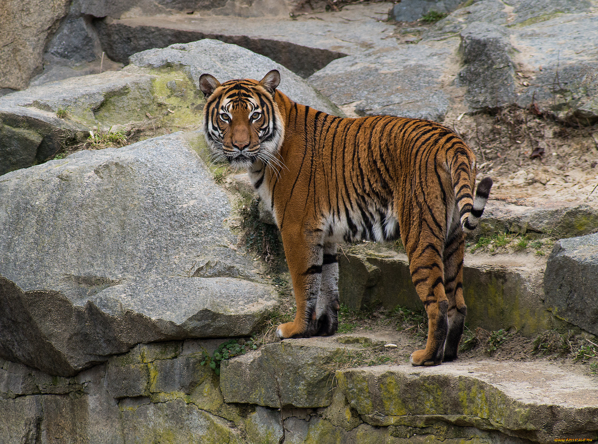 животные, тигры, тигр