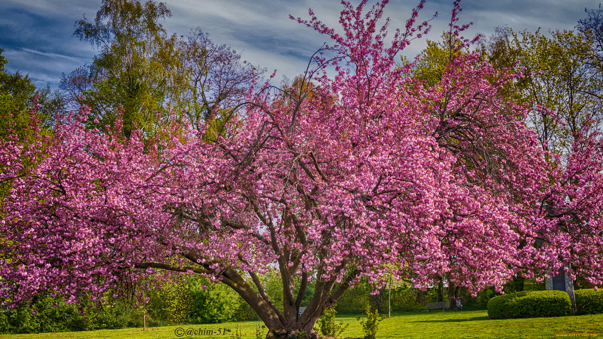 природа, деревья, дерево, крона