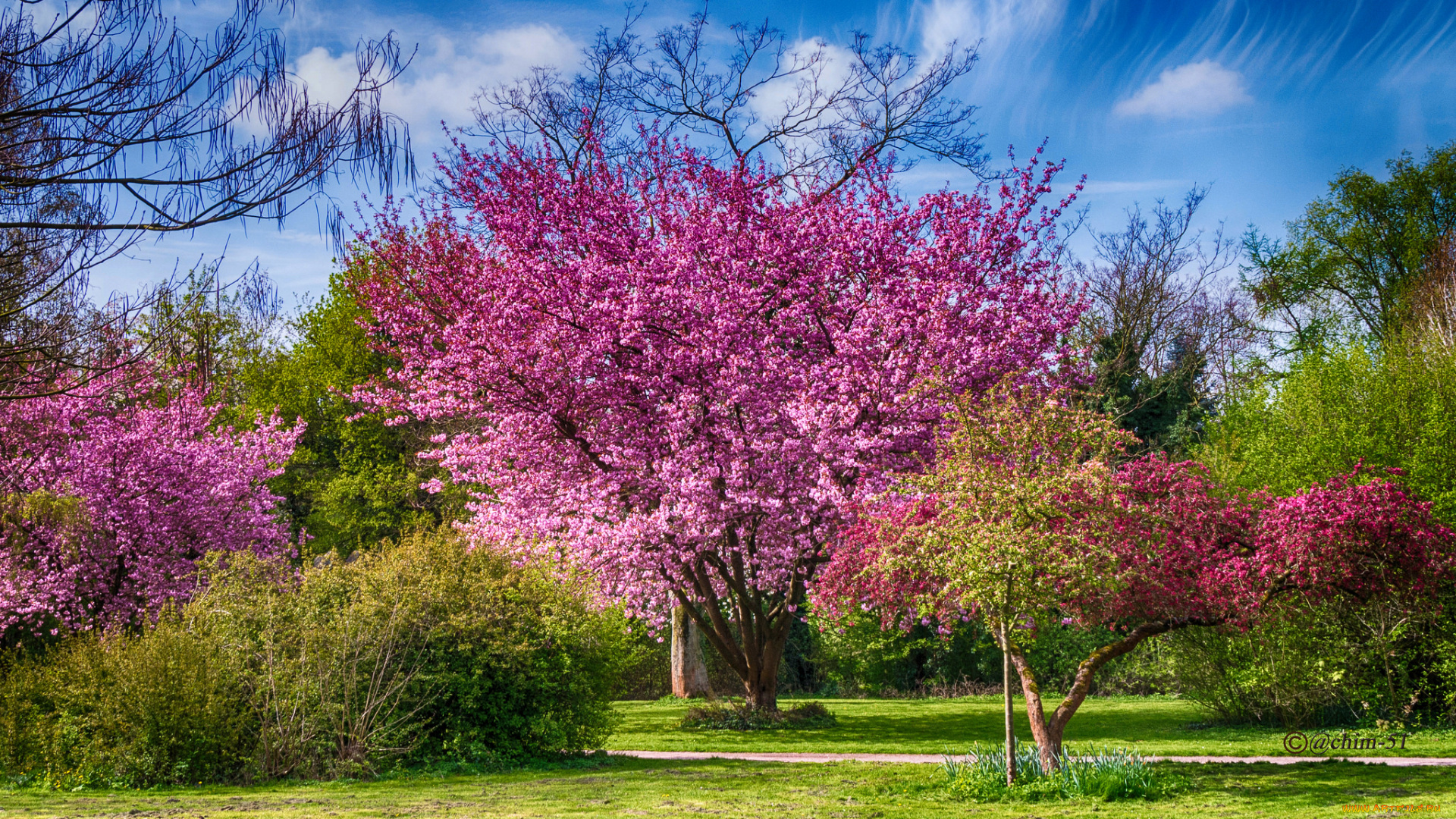 природа, деревья, дерево, крона