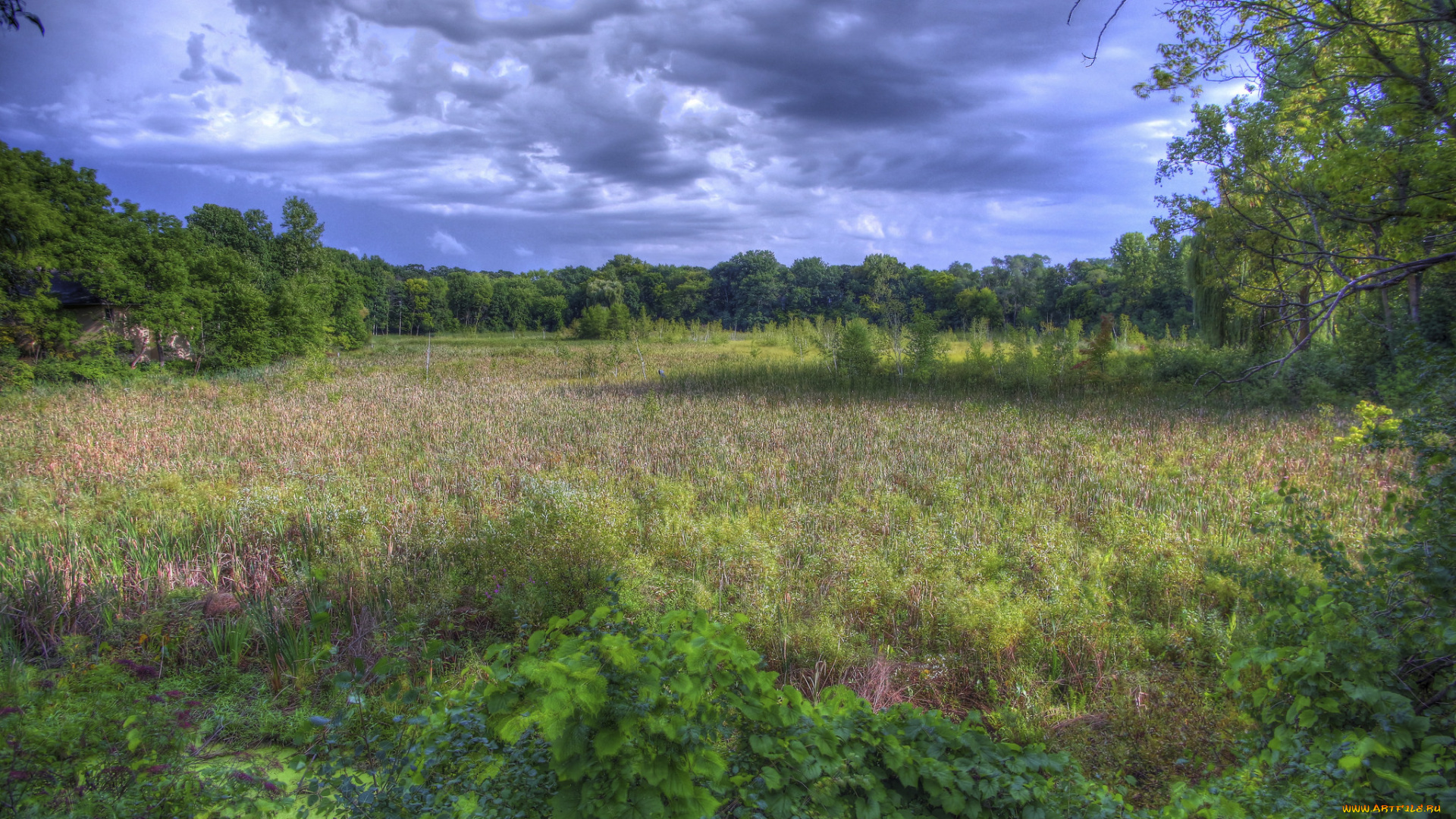 природа, пейзажи, лес, поляна