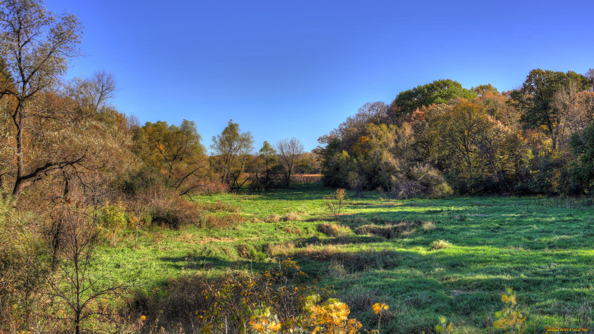 природа, пейзажи, лес, поляна