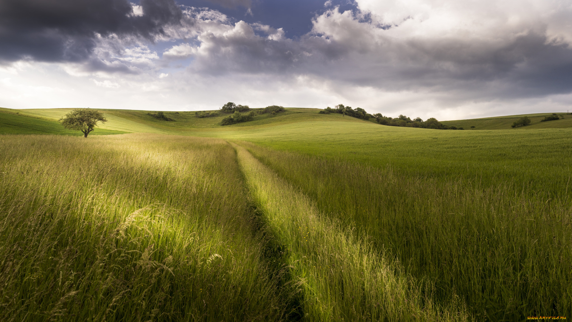 природа, поля, поле, трава