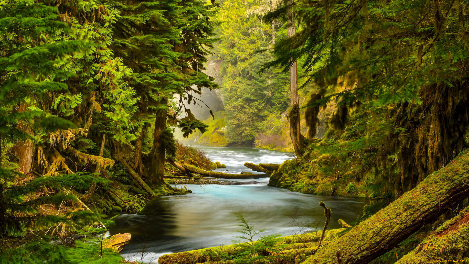 природа, реки, озера, лес, река