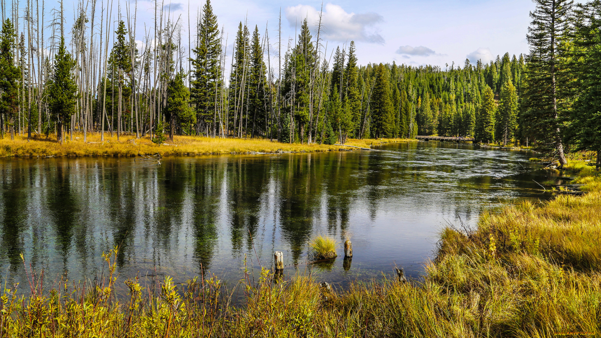 природа, реки, озера, лес, река