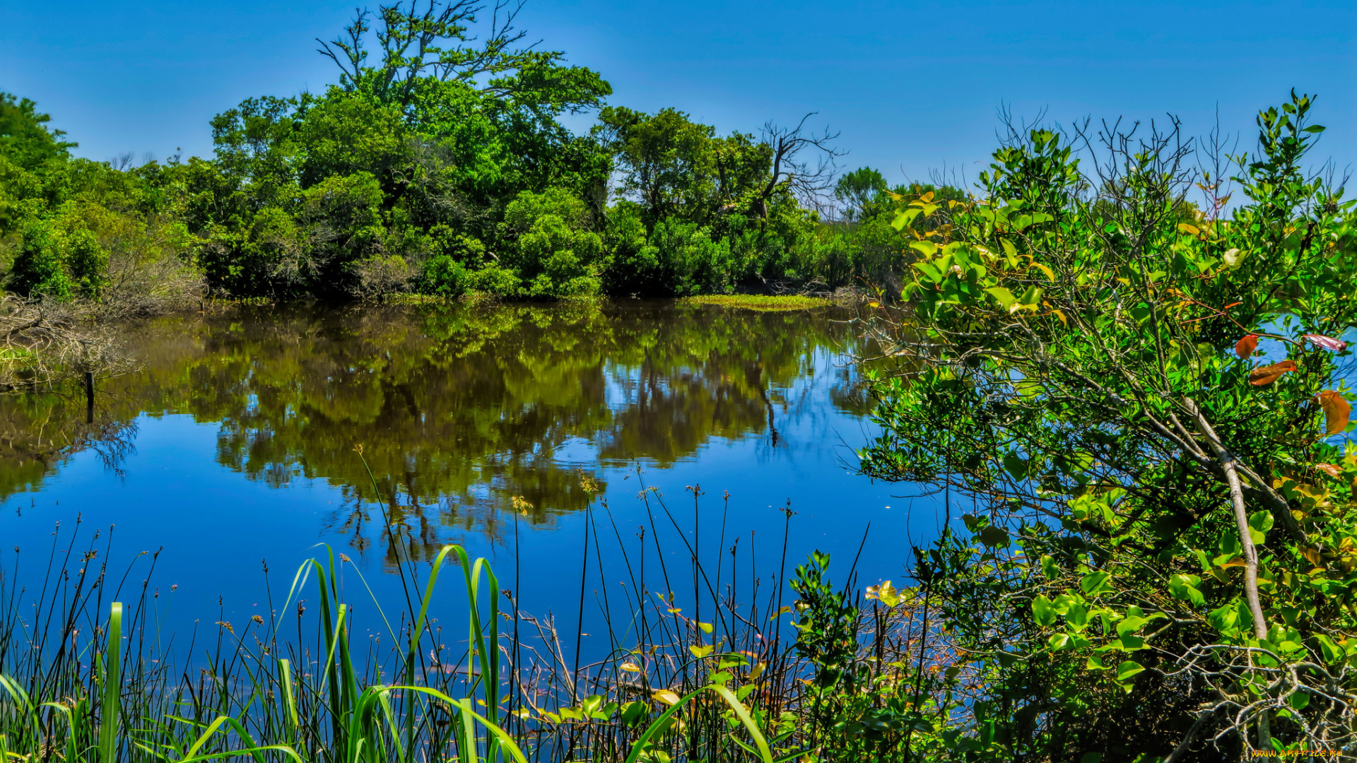 природа, реки, озера, лес, река