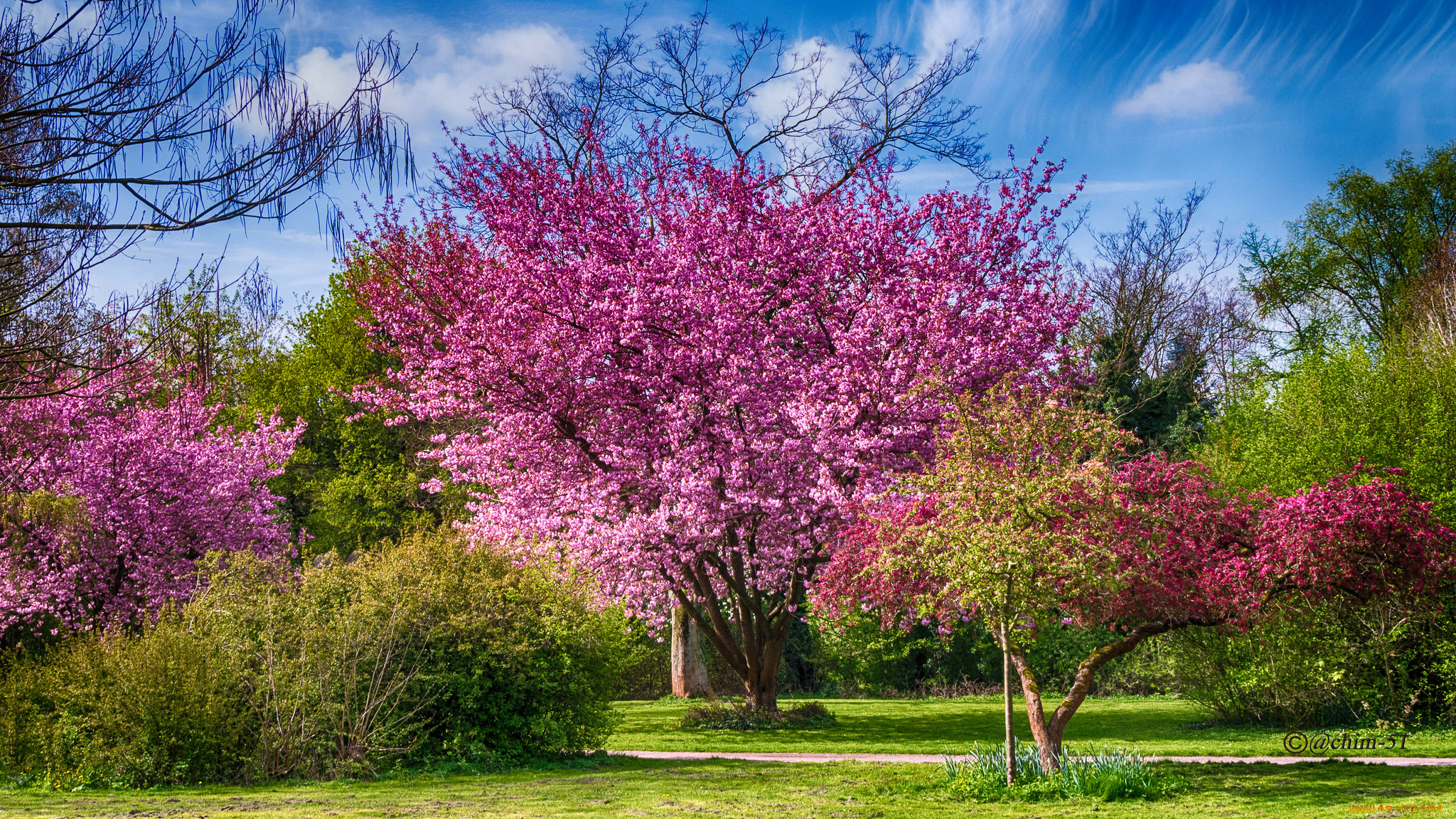 природа, деревья, дерево, крона