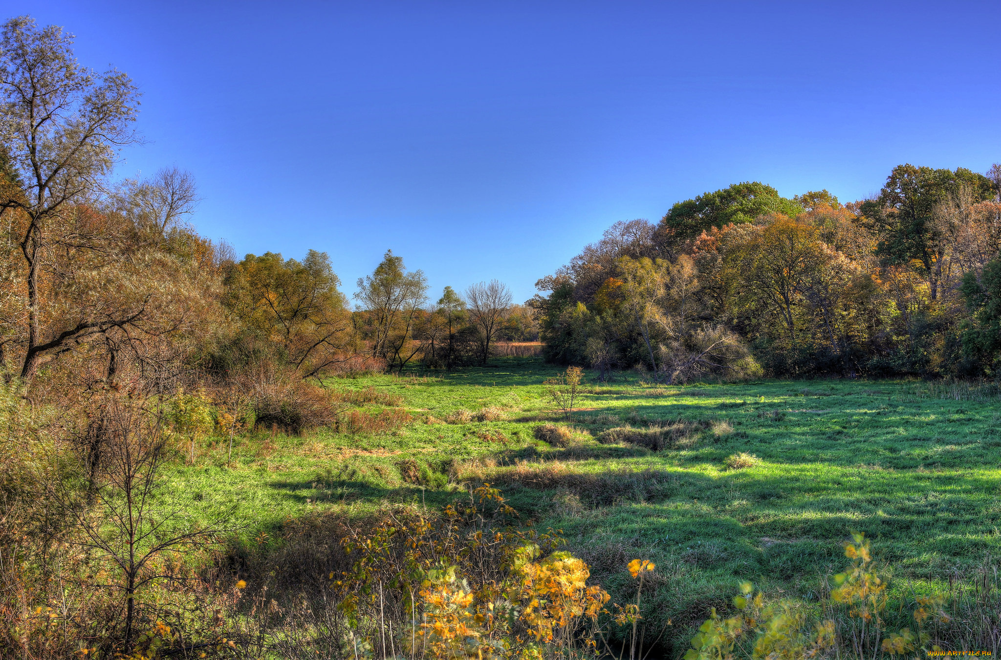 природа, пейзажи, лес, поляна