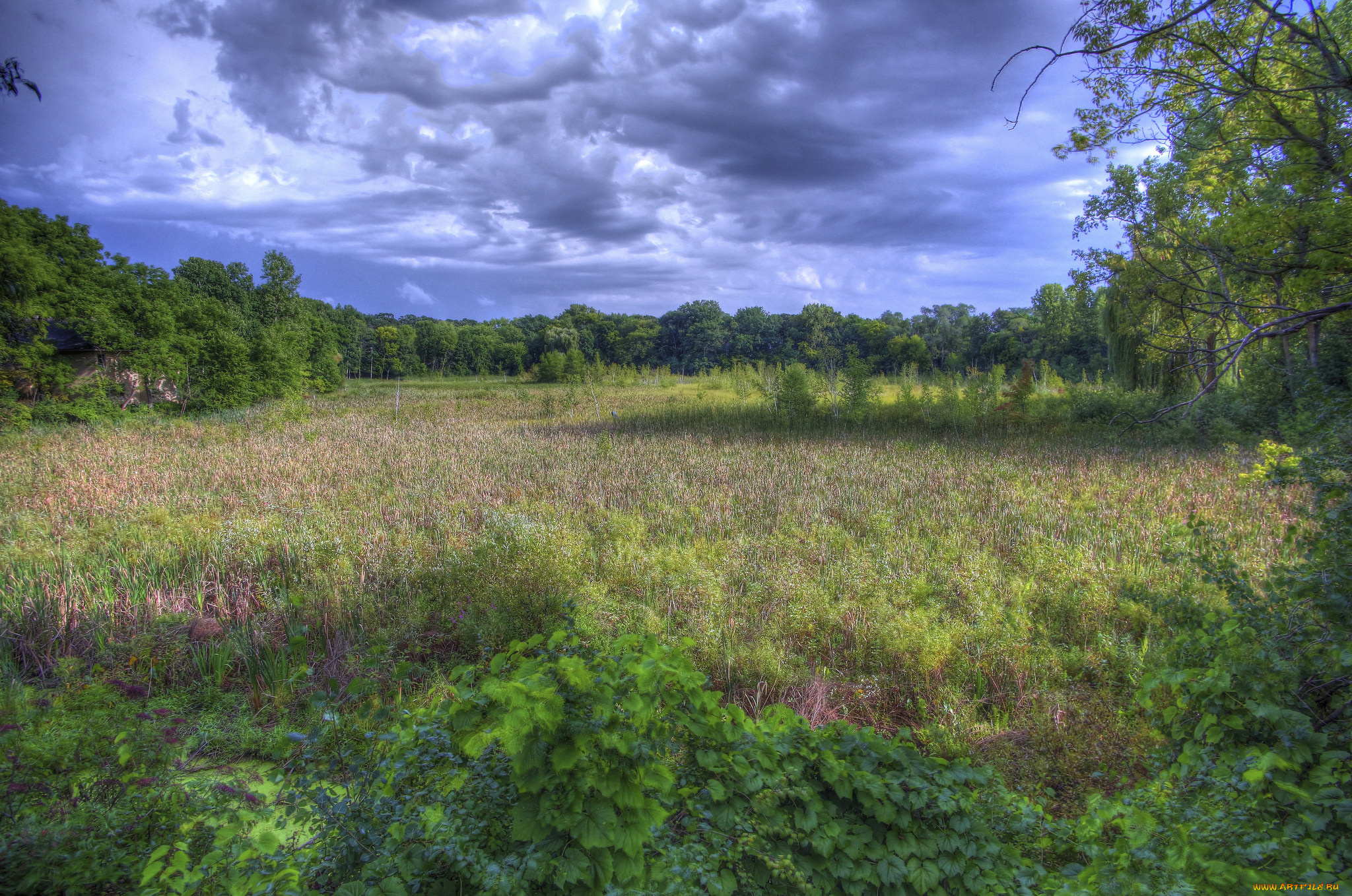 природа, пейзажи, лес, поляна