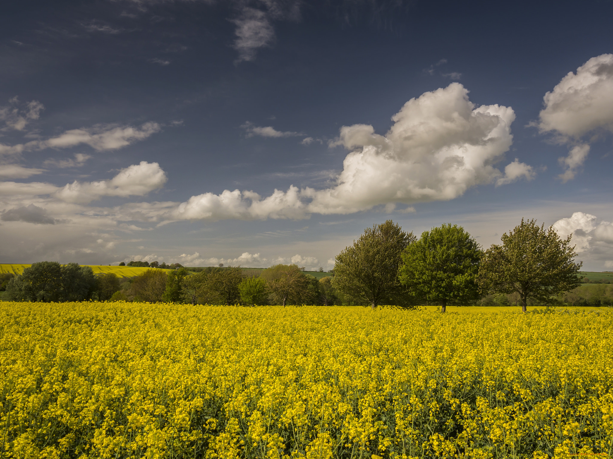 природа, поля, цветы, облака, горизонт, деревья, поле, небо