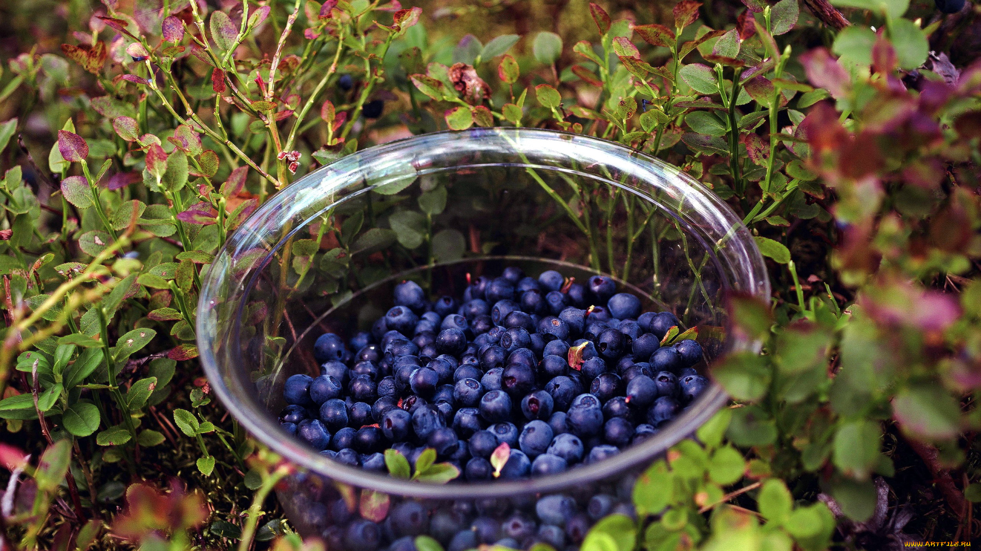 еда, голубика, , черника, ягодник, черника