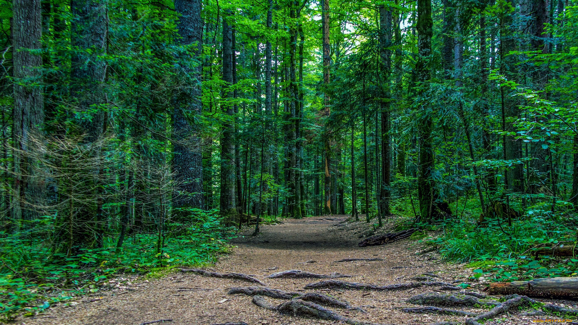 природа, дороги, тракт