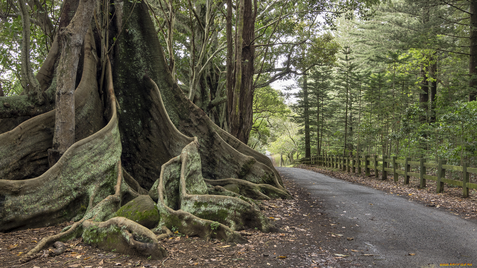 природа, дороги, тракт