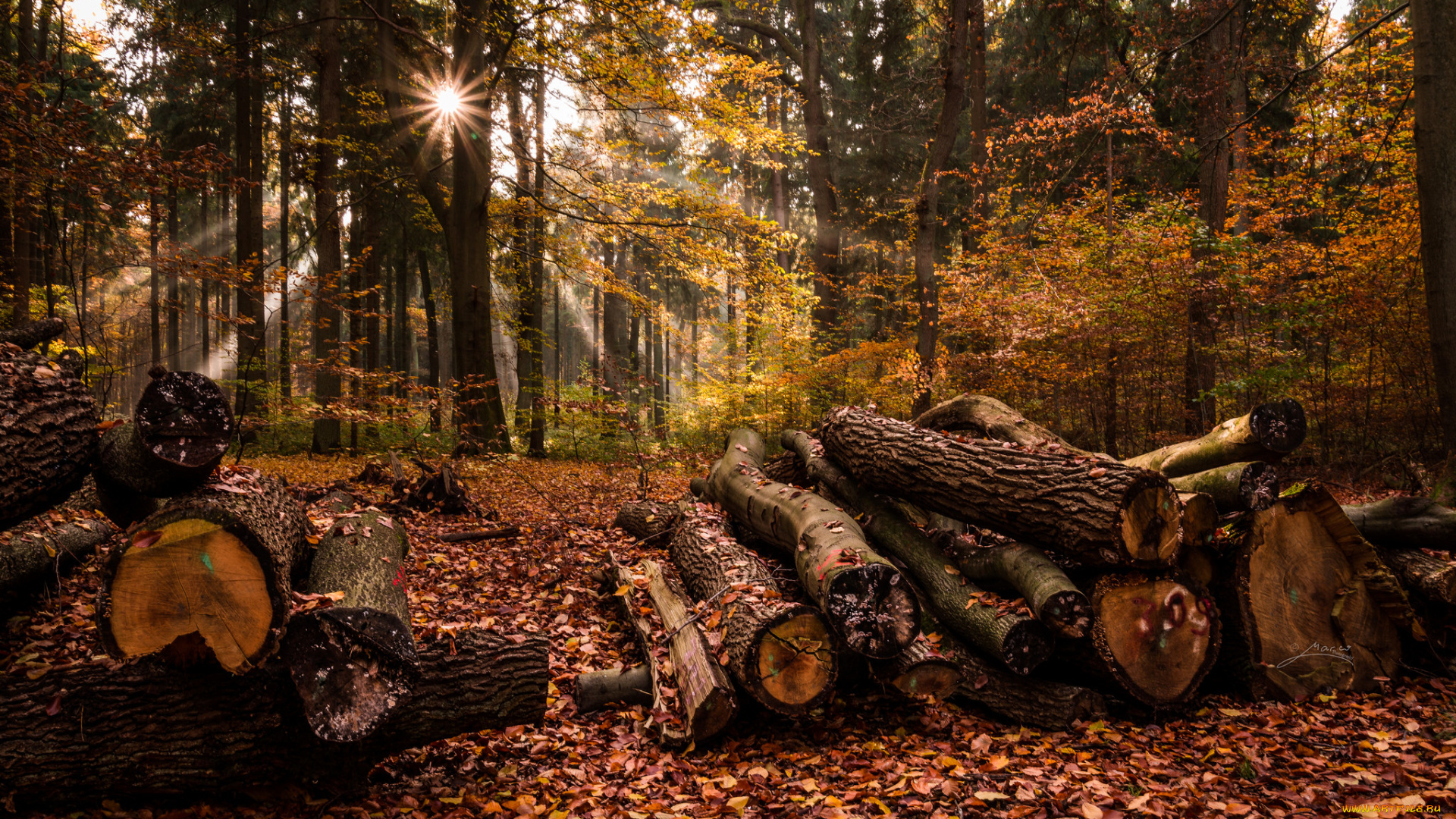 природа, лес, деревья