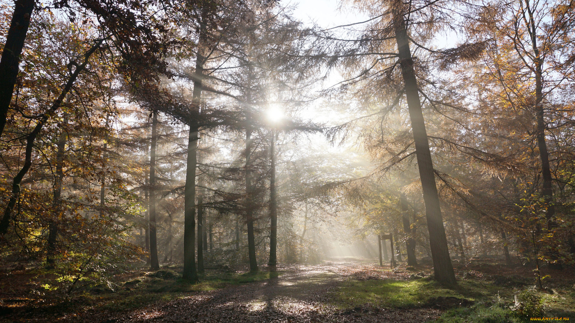 природа, лес, деревья