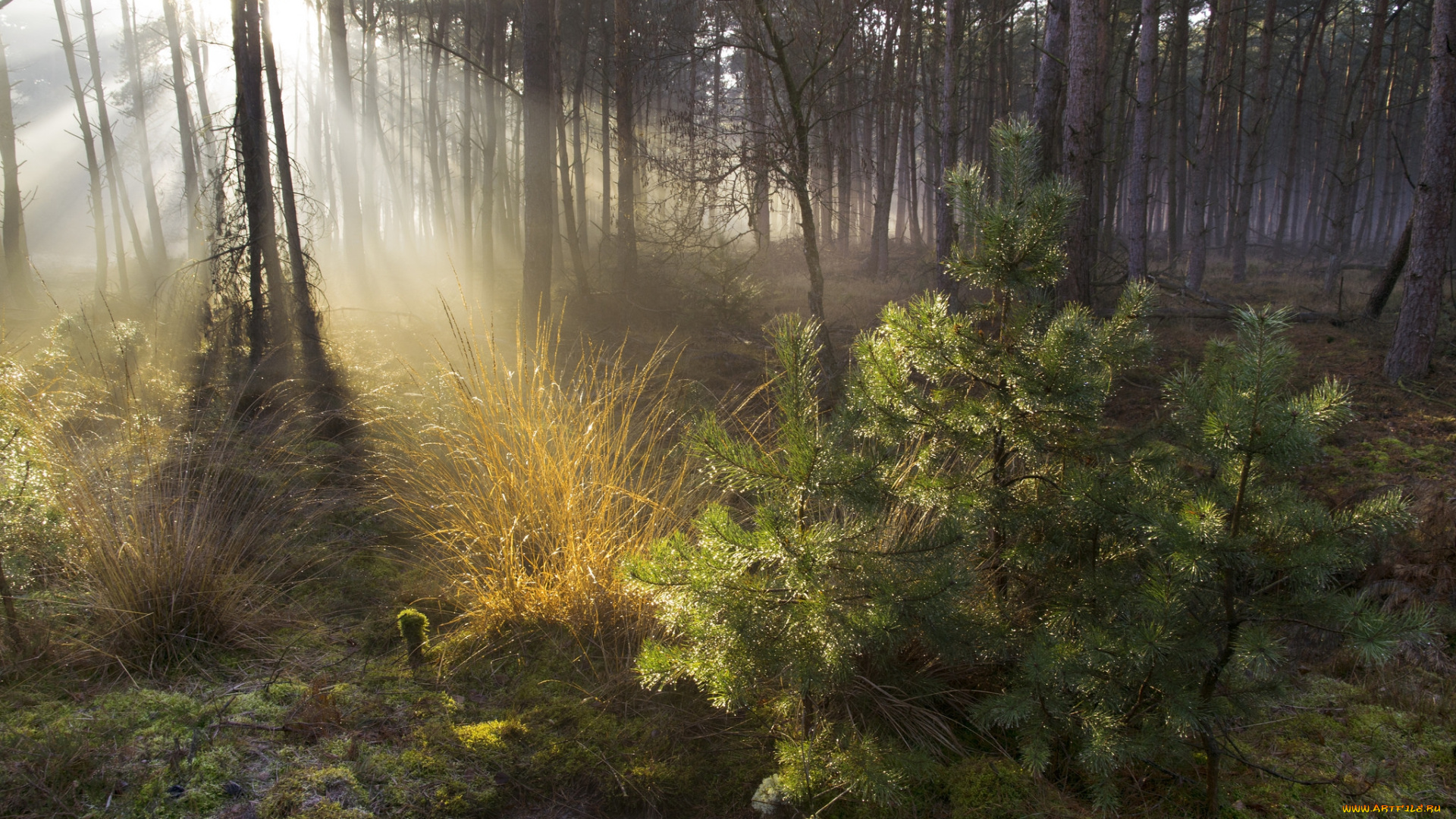 природа, лес, деревья