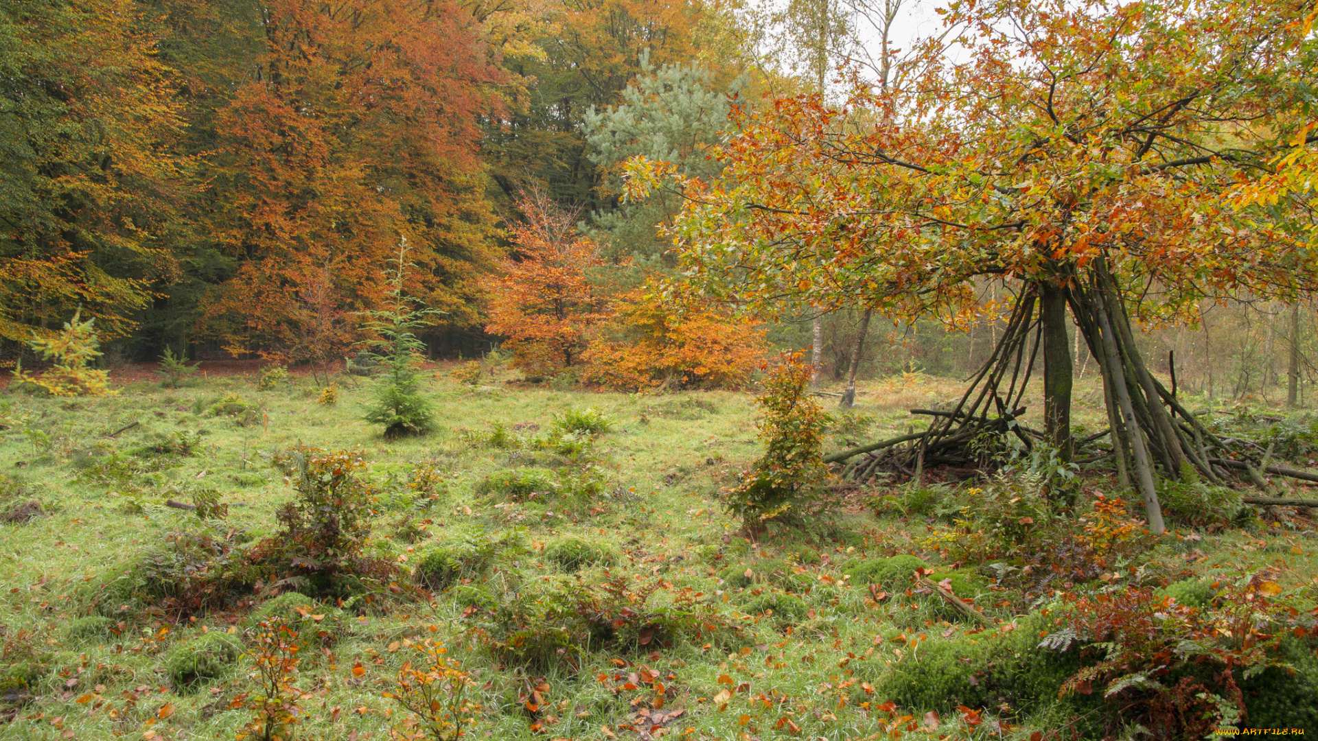 природа, лес, деревья