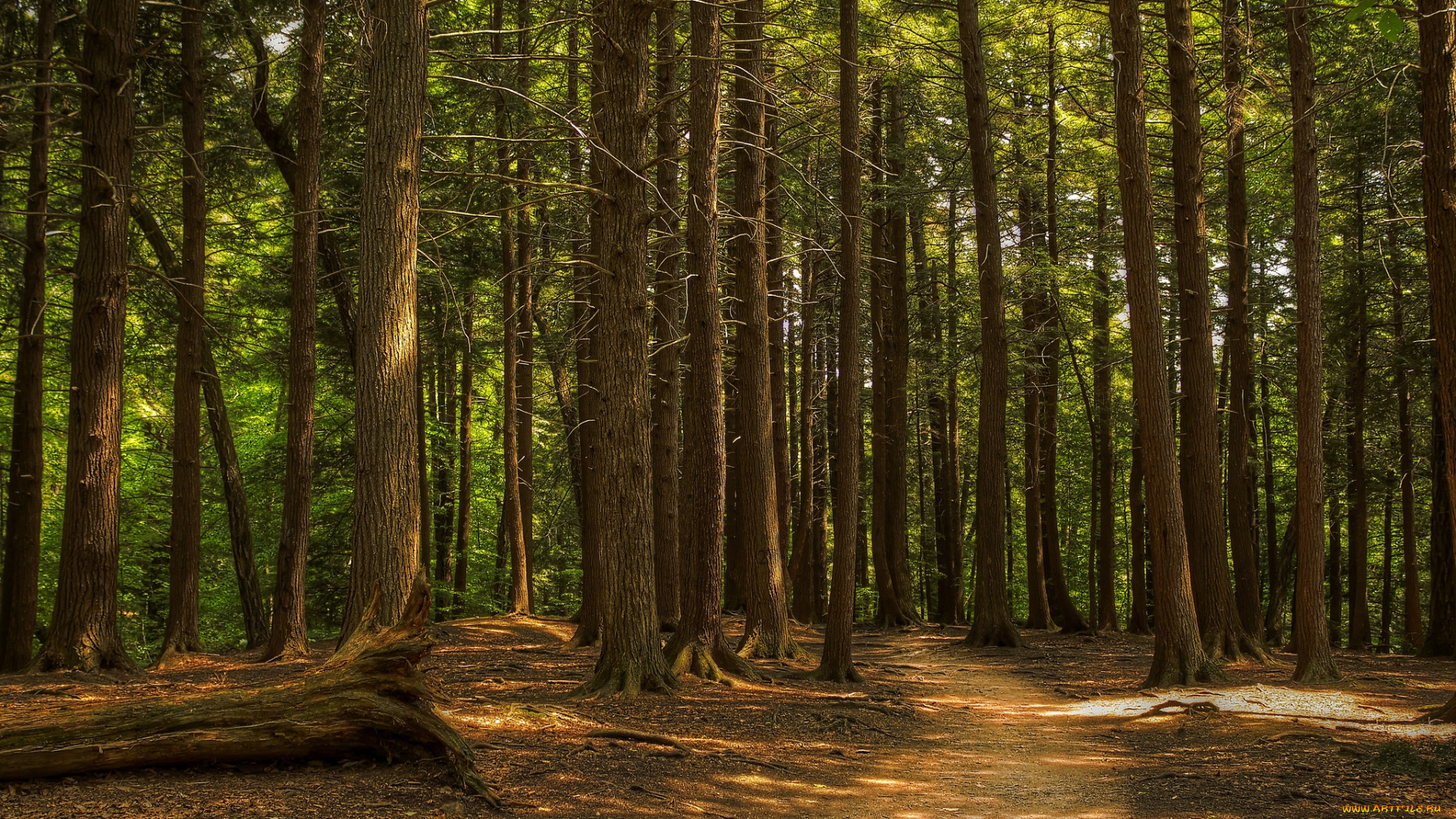 природа, лес, деревья