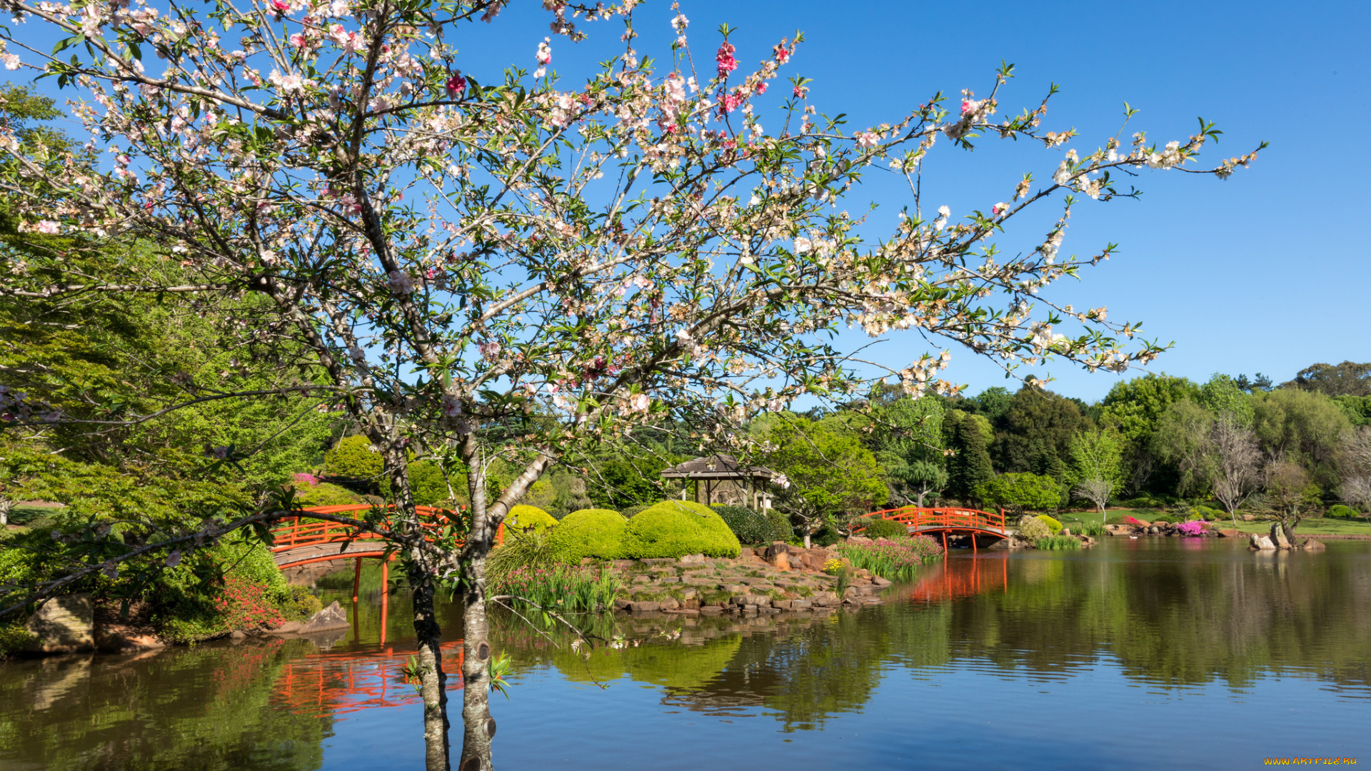 природа, парк, рассвет