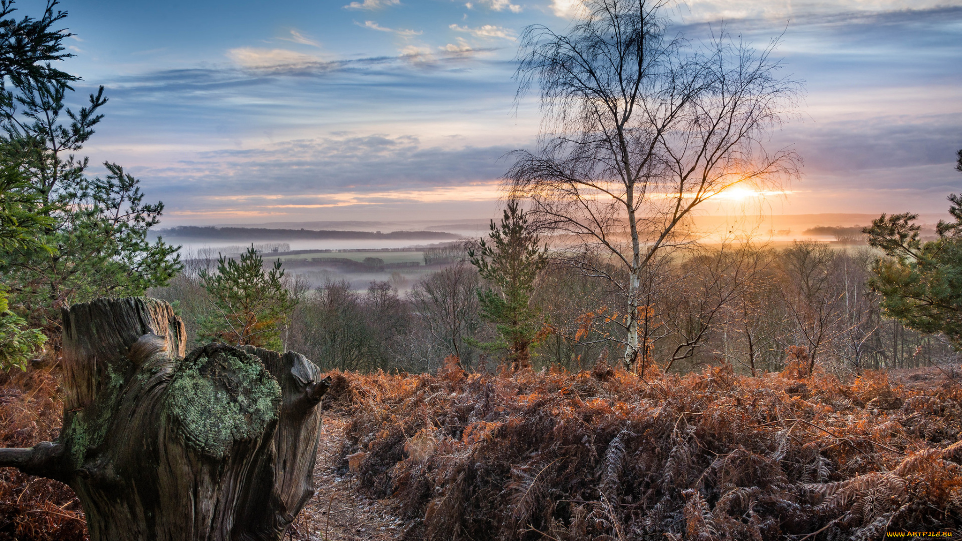 природа, пейзажи, деревья