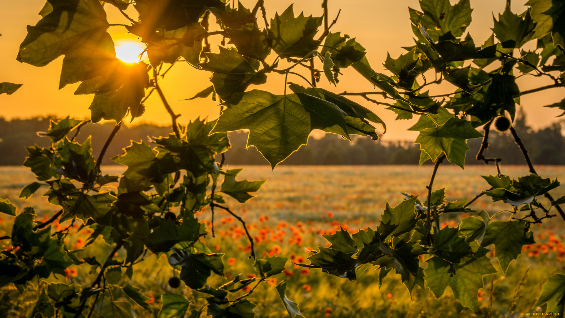 природа, восходы, закаты, рассвет