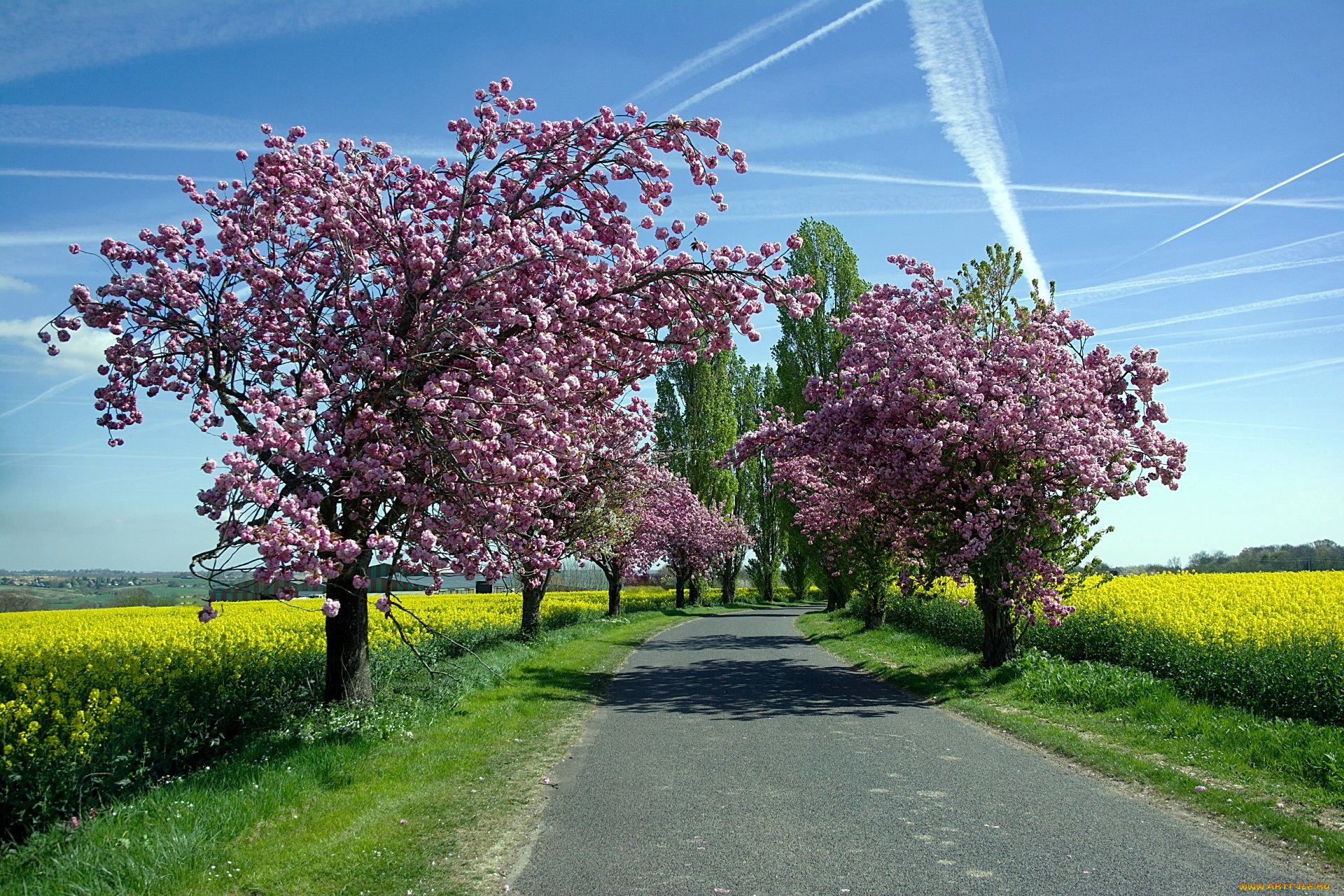 природа, дороги, весна, цветущие, деревья, дорога, рапс, поле
