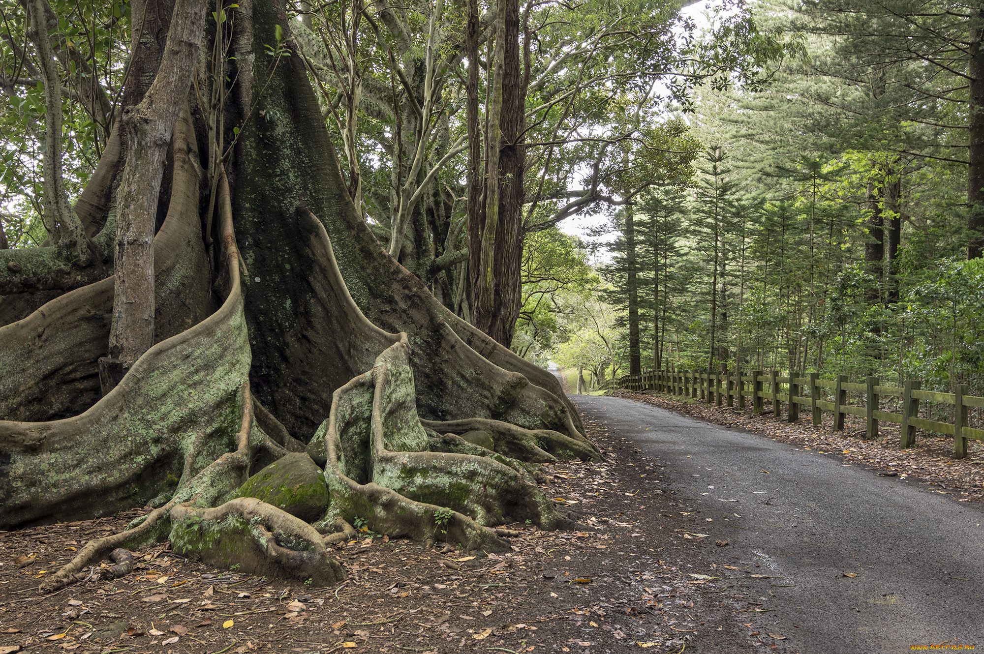 природа, дороги, тракт