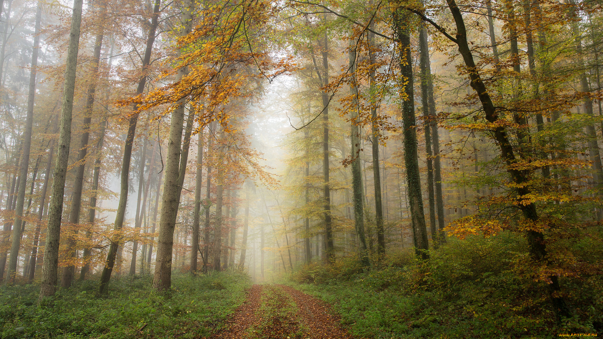 природа, лес, деревья