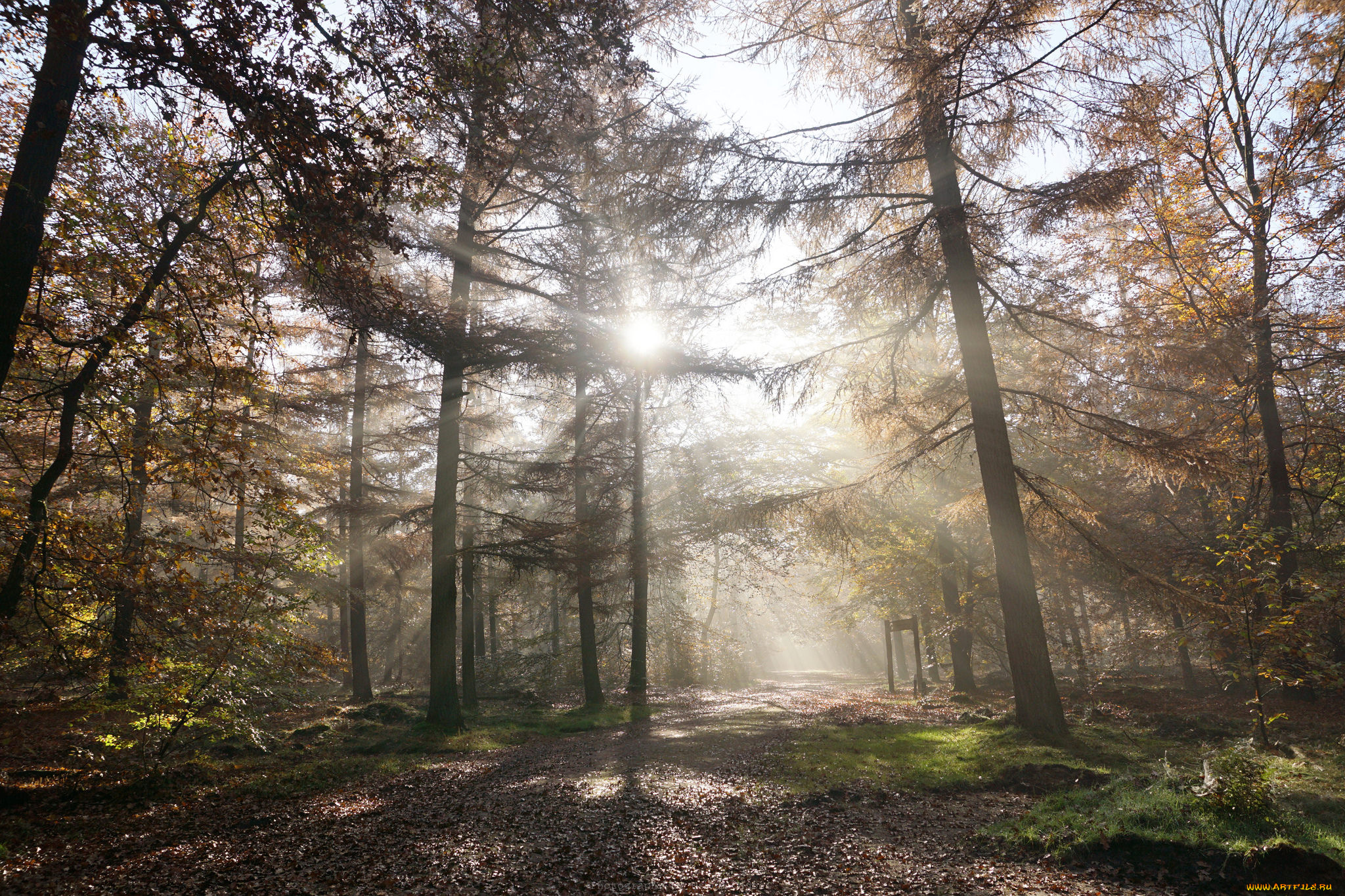 природа, лес, деревья