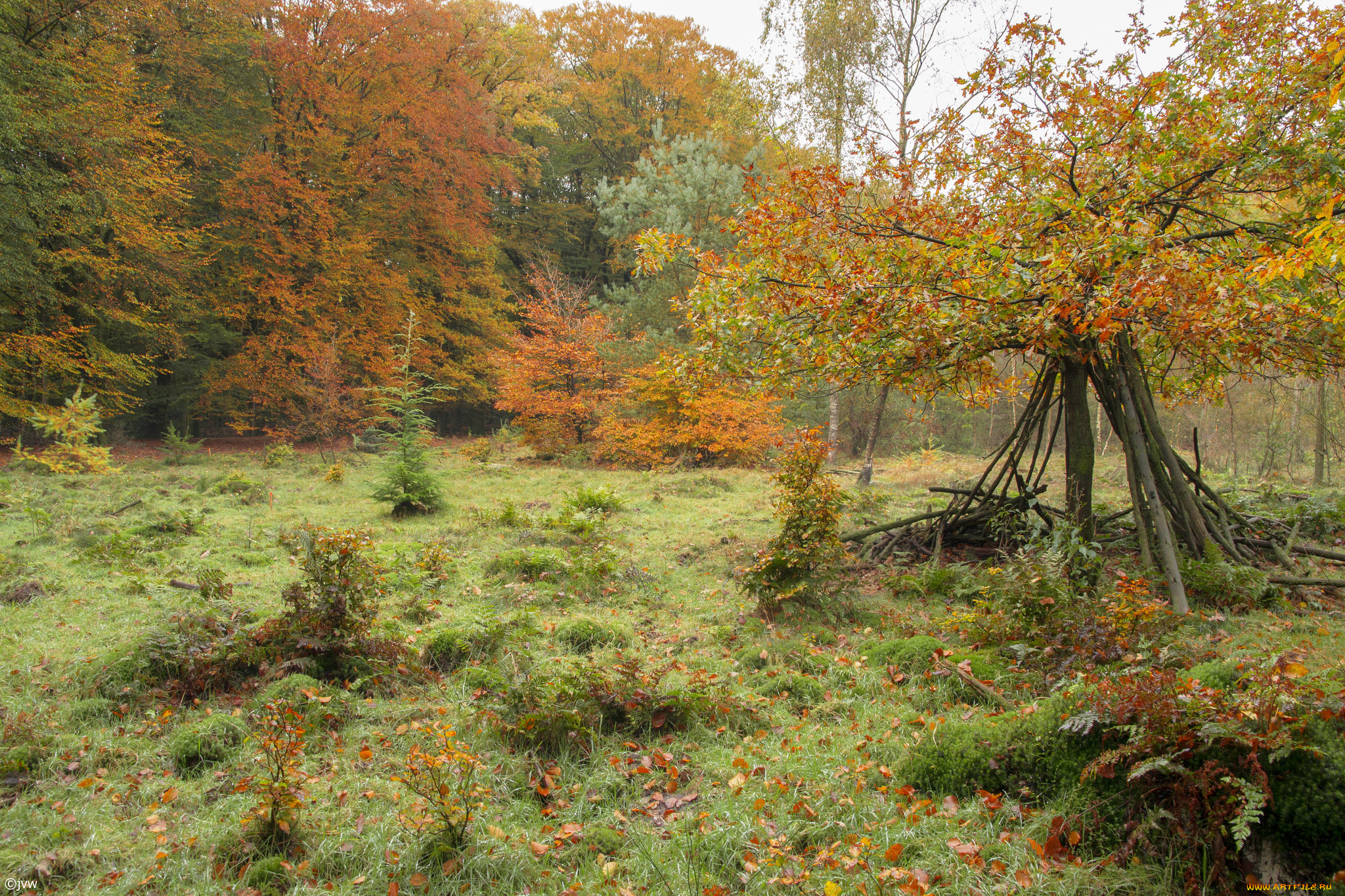 природа, лес, деревья